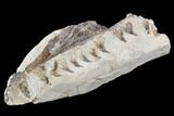 Fossil Mosasaur (Tethysaurus) Jaw Section - Goulmima, Morocco #107094-3